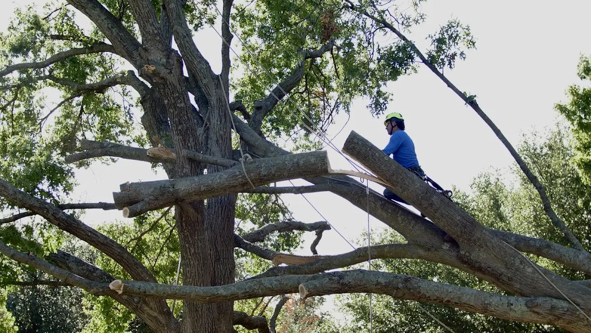 Professional Hazardous Tree Removal performed by certified arborists in Heaters